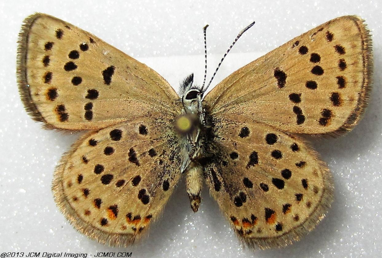 Plebejus saepiolus (The Greenish Blue, Kern Co, Lake Isabella area)